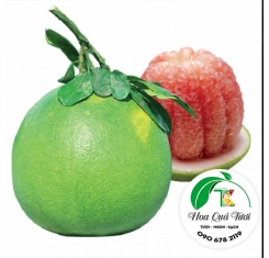 Bưởi Da Xanh Bến Tre