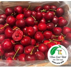 Cherry hữu cơ trái to hàng chất lượng
